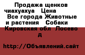 Продажа щенков чиахуахуа › Цена ­ 12 000 - Все города Животные и растения » Собаки   . Кировская обл.,Лосево д.